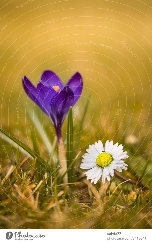 Heralds of spring, blue crocus with daisies Nature Plant Flower Blossom Spring Spring flowering plant Bellis Daisy Blossoming Colour photo Exterior shot