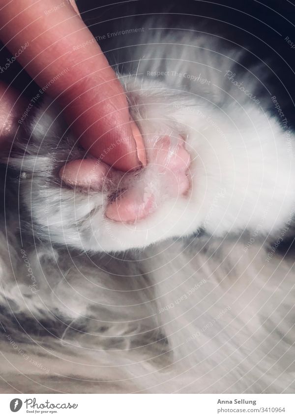 Pink cat paw to touch blue eyes Blur To enjoy Detail Sweet Shadow Contrast Soft Sympathy Safety (feeling of) Trust Calm Paw Relaxation Snuggle Monster Natural