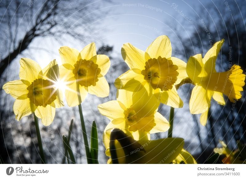 Spring is approaching beautiful bloom blossom bright daffodil daffodils daffodils field easter flora floral flower fun gardening narcissus narcissus flowers