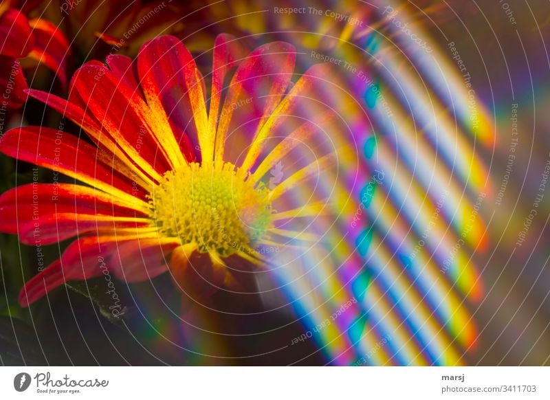 A chrysanthemum blossom partially covered by rainbow-coloured light reflections warm colors Warm light Anticipation Blossoming Colour photo passing strange