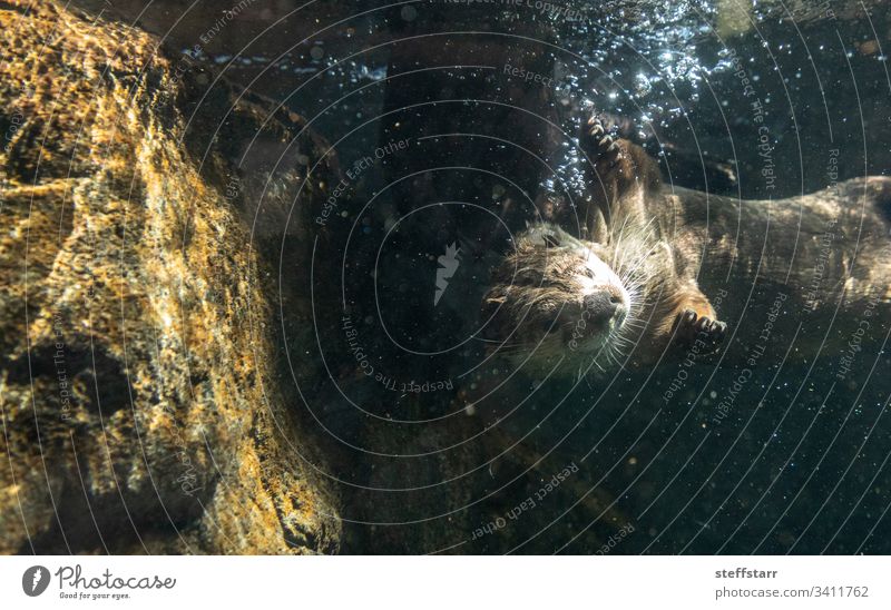 River Otter Lontra canadensis siblings playing River otter North American river otter animal wild animal swim funny cute bubbles swimming wrestling