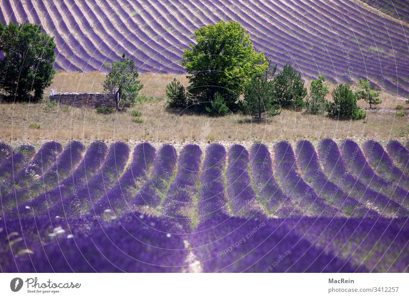 Lavender fields in the south of France lavender fields Southern France Cote d'Azur Tourist Attraction destination vacation holiday purple nobody Copy Space