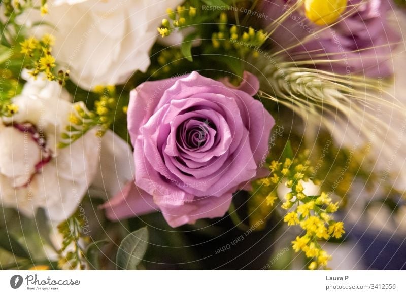 Close up of a purple rose in a bouquet chic florist creative mood cute expensive roses view bright celebration rose bouquet isolated light colorful gift romance