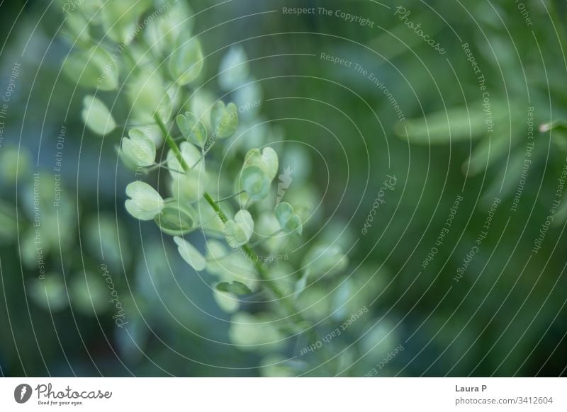 Wild plant with green small heart shaped leaves on a field macro close up botanical botany foliage flower grass wild summer spring colorful beauty season day