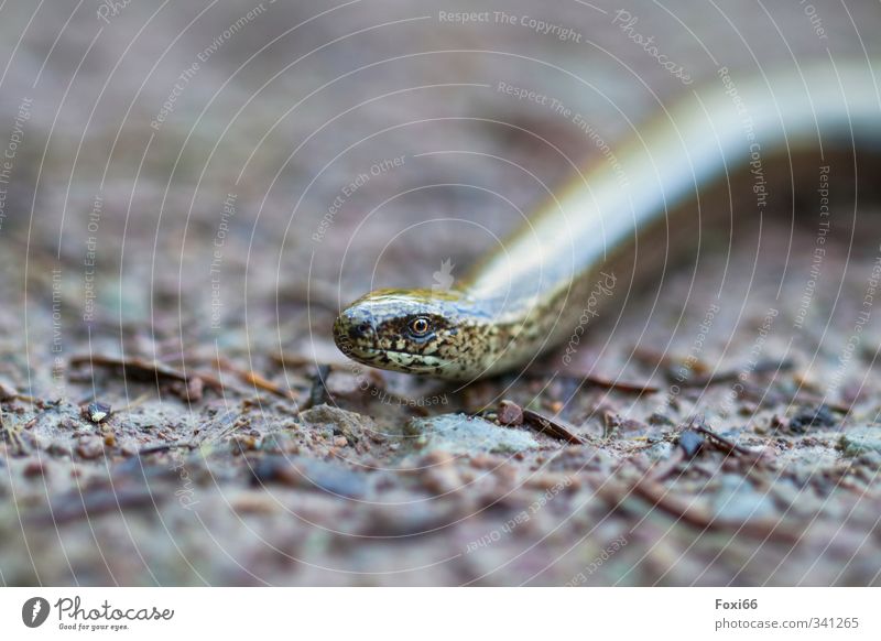 I see you..... Climate Meadow Woodground "Slow-worm Sneak" 1 Animal Cold Long Curiosity Thin Speed Brown Yellow White Safety Attentive Calm Movement Uniqueness