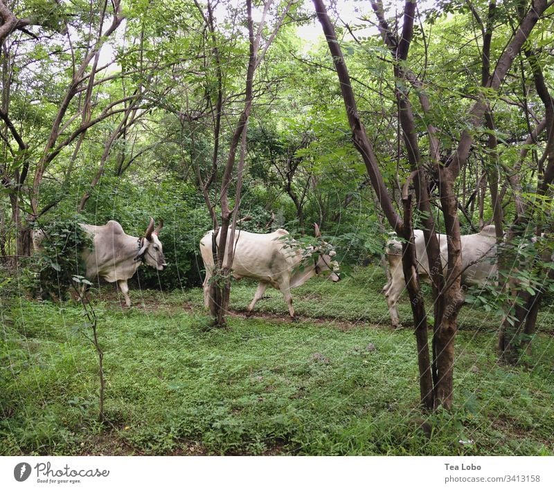 Three Cows cows India Farm animal Exterior shot Animal Nature Green Agriculture Cattle Line Cattle farming Willow tree Day Livestock Herd Environment Holy
