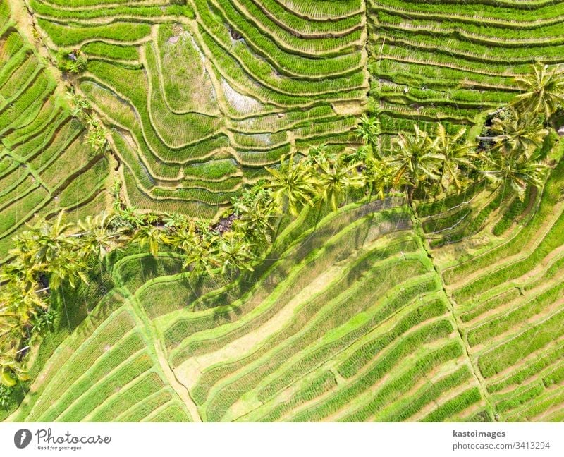 Drone view of Jatiluwih rice terraces and plantation in Bali, Indonesia, with palm trees and paths. bali aerial pattern rice field rice fields agriculture asia