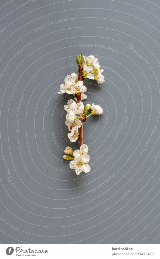 White spring  flowers on a grey background romantic white top view above petals buds peach almonds concept creative day decor decoration design floral holiday