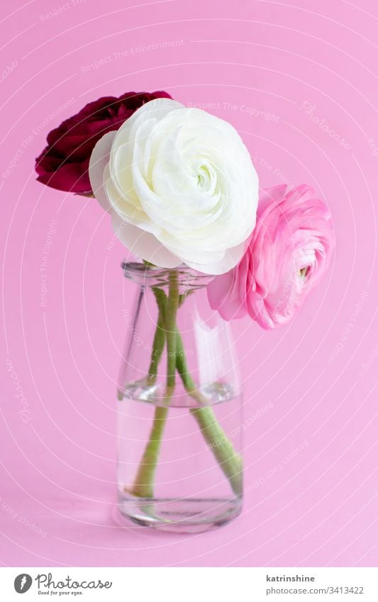 Spring composition with flowers in a glass jar ranunculus white water romantic pink light pink pastel soft color purple close up concept creative day decor