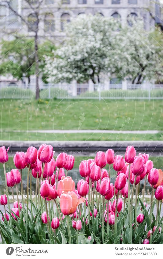 Pink tulips in a spring park flowers garden lawn blossom springtime bloom blooming blossoming flowering white magenta red pink gray grey green building