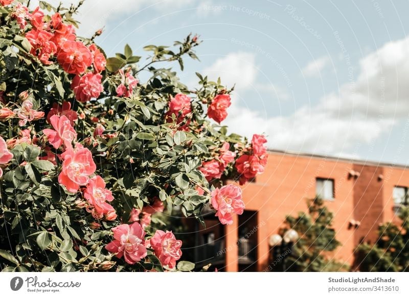 Wild roses blooming in front of a brick building house home wild dog rose dog roses spring springtime bush blossoming flowers flowering blue sky clouds Canada