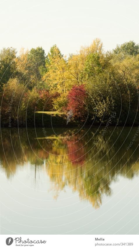 Mirror Environment Nature Landscape Plant Water Summer Autumn Tree Bushes Lakeside Pond Faded To dry up Growth Natural Idyll Decline Transience Time Reflection