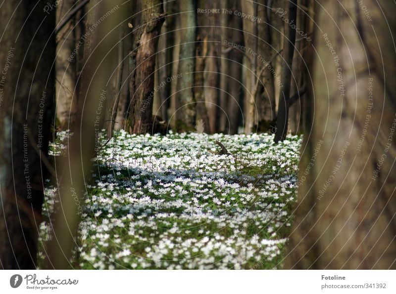 fairytale forest Environment Nature Landscape Plant Tree Flower Blossom Meadow Forest Natural Brown Green White Spring flowering plant Wood anemone Colour photo
