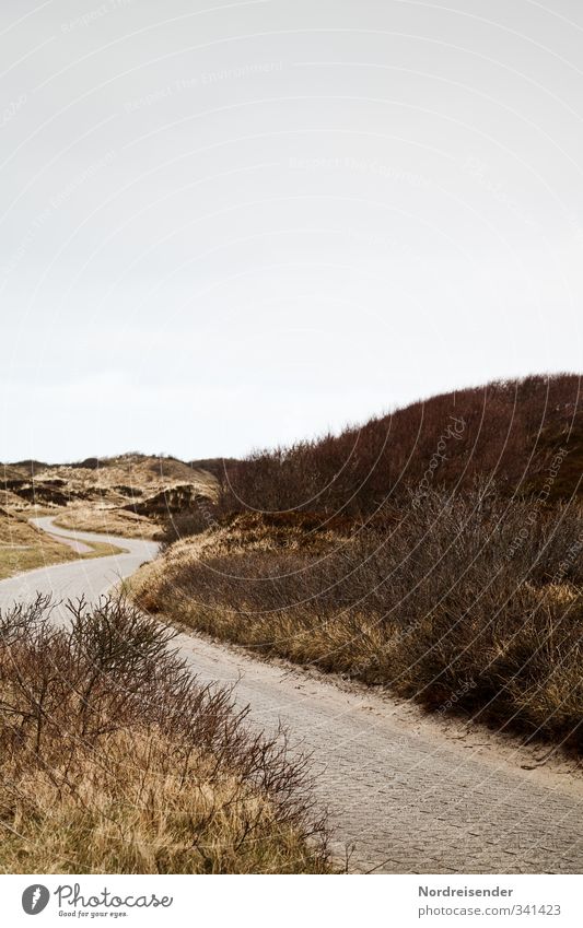Between the dunes Calm Vacation & Travel Tourism Summer Nature Landscape Plant Bad weather Grass Bushes Wild plant Coast North Sea Traffic infrastructure