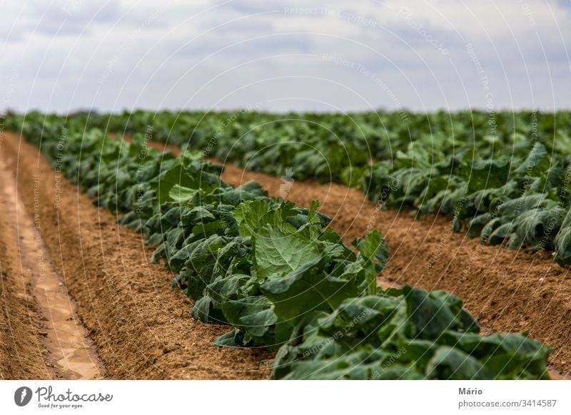Cabbage Field Sprouts agriculture bio sky garden field harvest produce row plant healthy eating farmland plantation growth veggie crop summer in a row