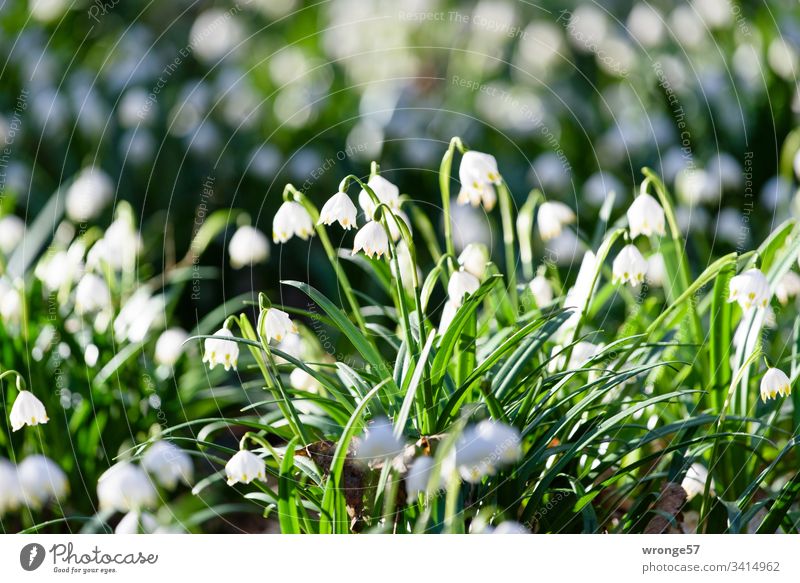 A valley full of flowering snowflakes Spring snowflake Colour photo Exterior shot Plant Flower Nature Deserted Forest Blossoming Shallow depth of field White