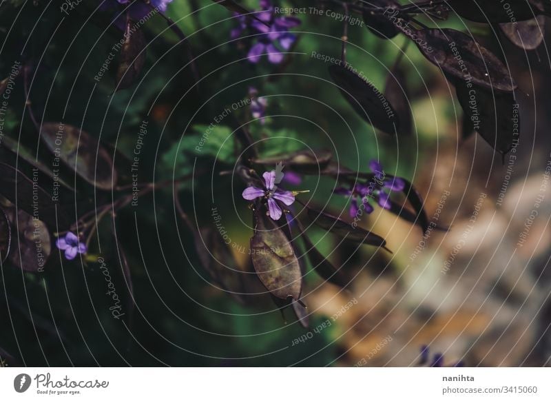 Beautiful shot of wild flowers floral spring pattern background nature natural beauty fresh freshness green bloom in bloom blossoming lovely dark dark nature