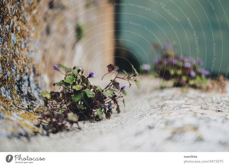 Little plant growthing in a well wall flower nature life spring stone leaf leaves part part of plant bokeh blur natural water view background copyspace