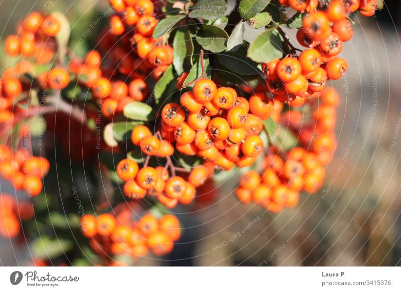 Close up of small round orange berries berry orange round close-up rounded freshness botanical decoration colorful ornamental seasonal crop aucuba cereal