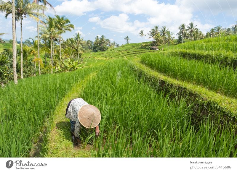 Female farmer wearing traditional asian paddy hat working in beautiful Jatiluwih rice terrace plantations on Bali, Indonesia, south east Asia rice fields green
