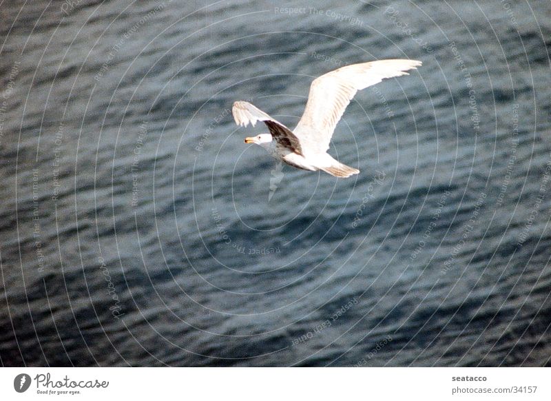 seagull in flight Seagull Bird Ocean Air Flying Water Blue