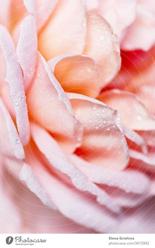 Unfocused blur rose petals. Abstract romance floral background. Close up. pink valentine love abstract flower soft blossom gift romantic light spring bloom card