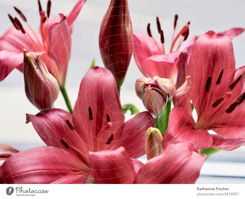 Red flowers Flower lilies Colour photo Nature Pink Summer Beautiful Spring Green White Bouquet