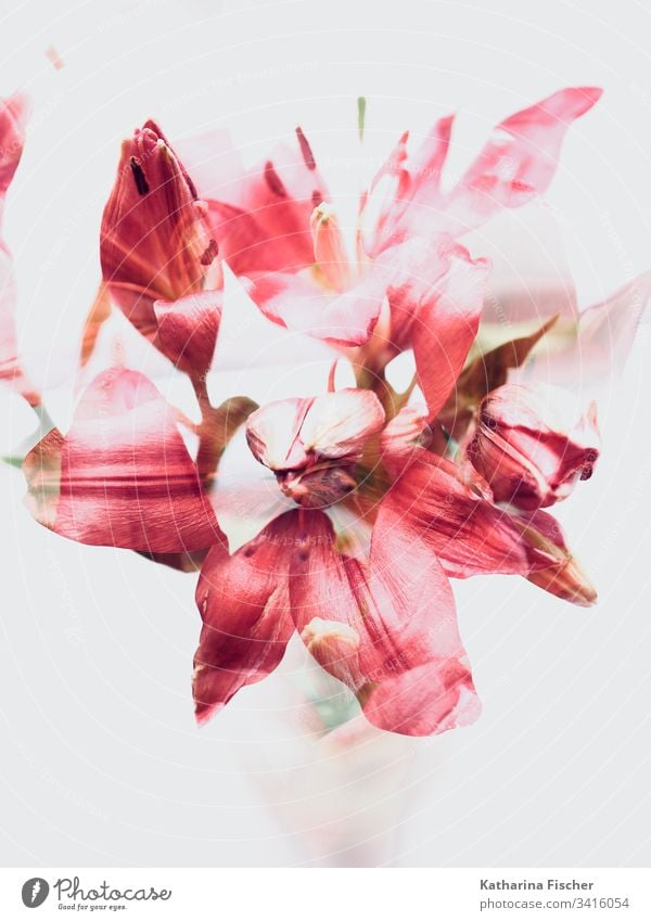 Red Flowers Art double  exposure lilies Colour photo Double exposure Blossom Nature Summer Spring Bouquet red Experimental White Autumn flowers flowers closeup