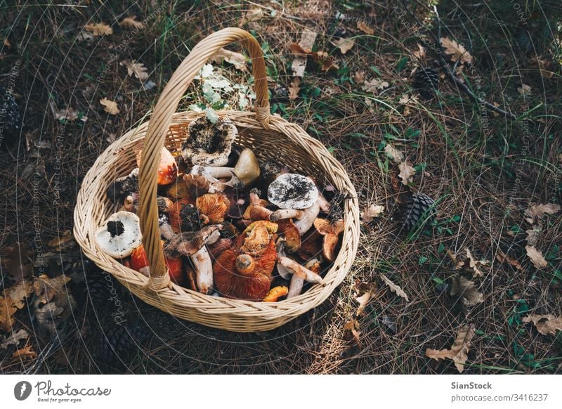 Basket with fresh mushrooms, top view basket forest autumn nature natural food edible gathering background hunting colorful fungus summer picking wild raw
