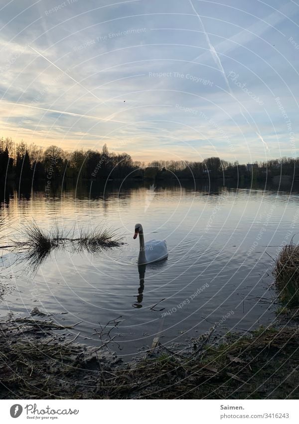 Swan in the twilight Lake Water bank Animal animal portrait huts bushes Sky evening mood Sunset Evening Nature Calm Colour photo Exterior shot Landscape