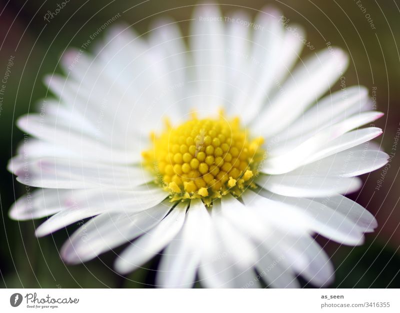 daisies Blossom Flower Close-up Plant Spring Detail Nature Colour photo Blossom leave Shallow depth of field Deserted Blossoming Day Blur Garden Growth