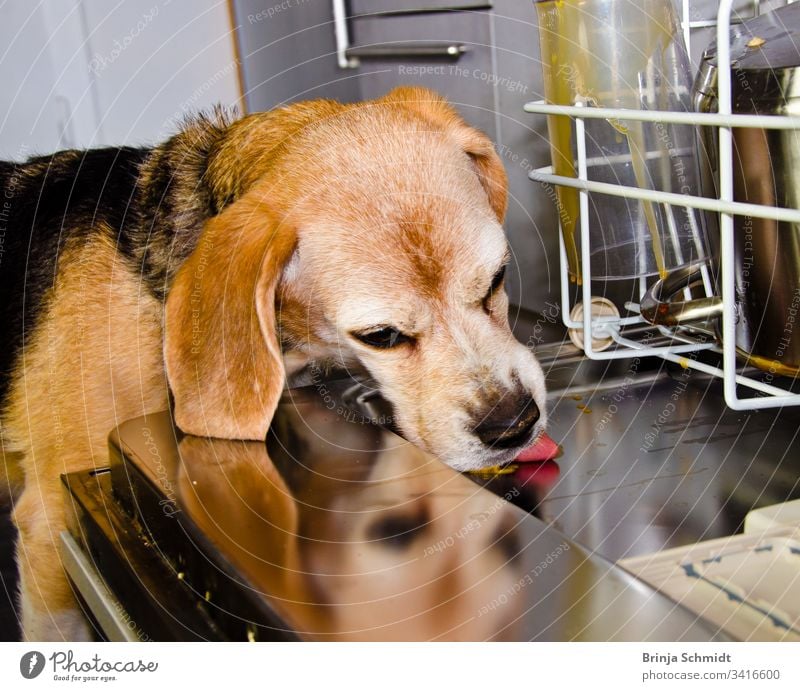 A cute dog, a beagle licks the dirty dishes in a dishwasher wrong happy nobody canine adorable happiness trick dog open unobserved face joke playing washing up