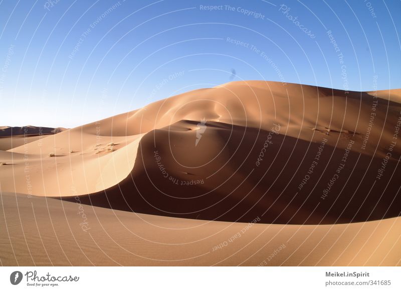 Sand like gold Environment Landscape Cloudless sky Climate Climate change Beautiful weather Warmth Drought Hill Desert Sahara Erg Chebbi Dune Hot Blue Brown
