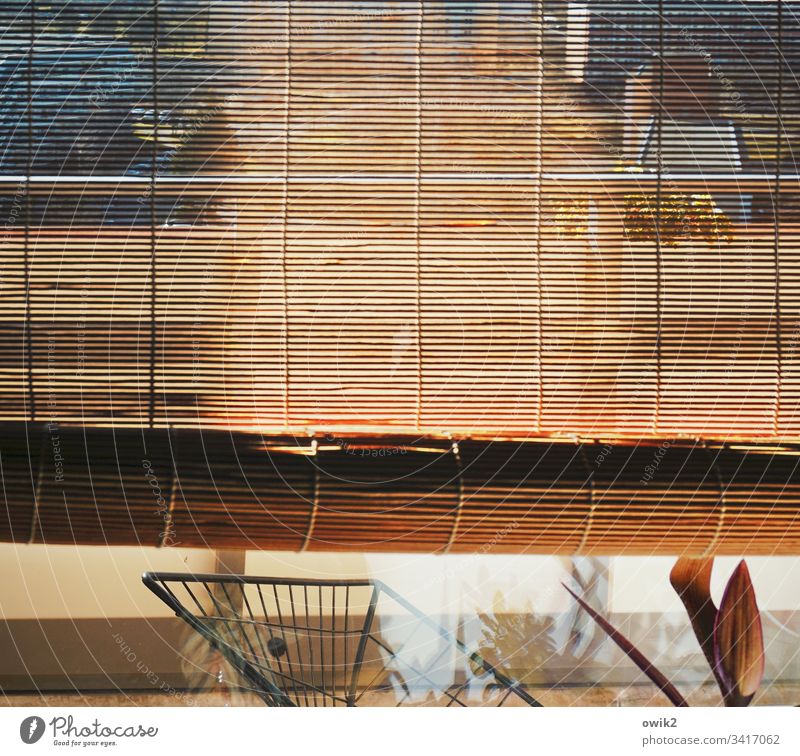 Discreet glances Venetian blinds bamboo roller blind Roller blind Window Glass Window pane Vista Vantage point detail Detail slats Thin Transparent Translucent