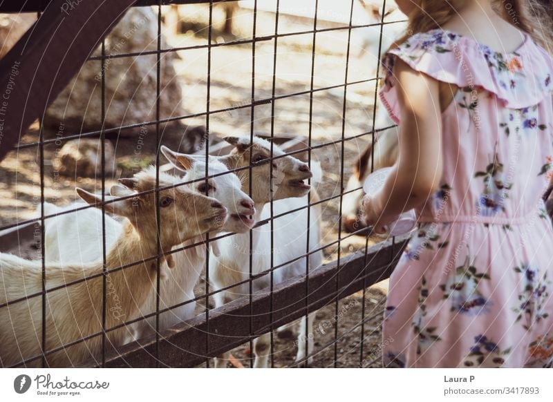 Little girl at the farm, feeding goats activity adorable animal animals beautiful beauty care child childhood close country countryside cute domestic eating