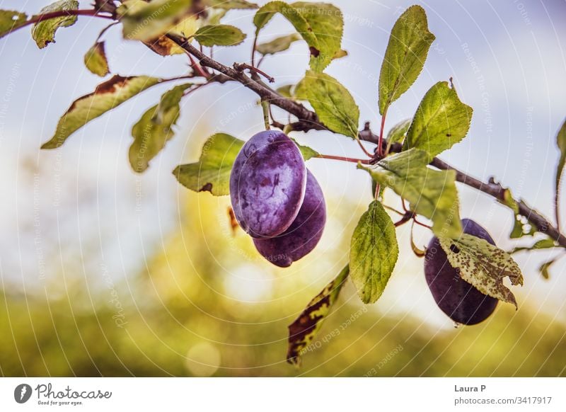 Close up of ripe plums in the summer sweet juicy purple tree plum tree fruit fruits eat food healthy agriculture natural countryside rural leaves autumn snack