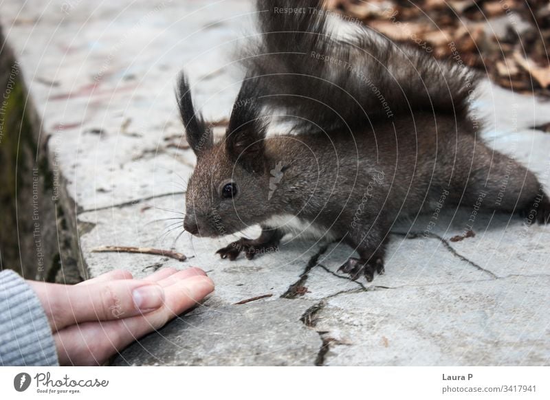 Friendly squirrel close to a hand fun close-up beautiful happy fingers outdoors friendship closeup tame human woman female girl forest small rodent eat fluffy