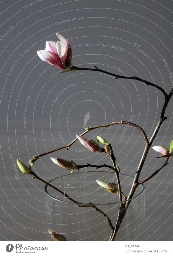 Magnolia branch in the vase magnolia Twig Vase Light Contrast Silhouette Blossom Spring Plant Colour photo Deserted Nature Blossoming Day Beautiful Pink White