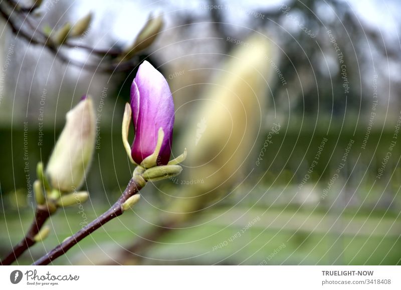 Single first violet-white magnolia blossom in front of garden landscape powerfully comes to light Magnolia blossom Magnolia bud Blossom Spring Nature Plant