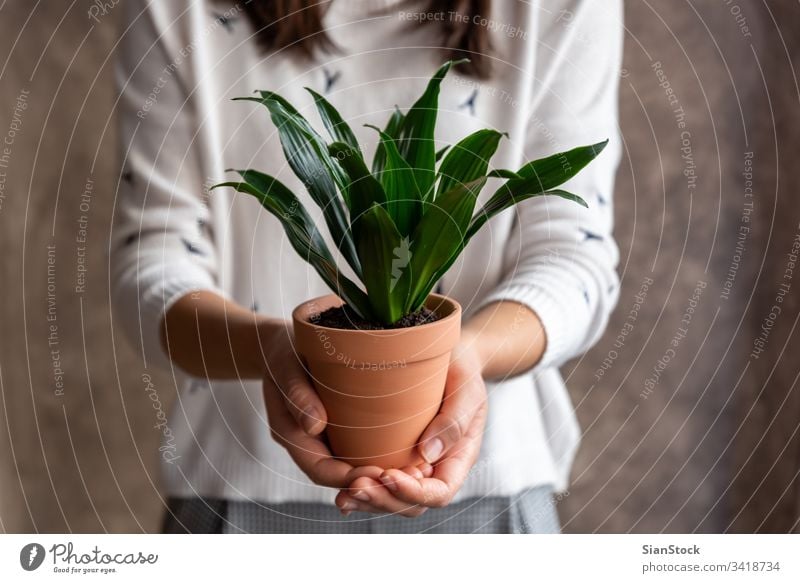 Woman holding dracaena plant pot flower woman hands florist gift floral white indoor show background person female bloom botanical flowers green girl closeup