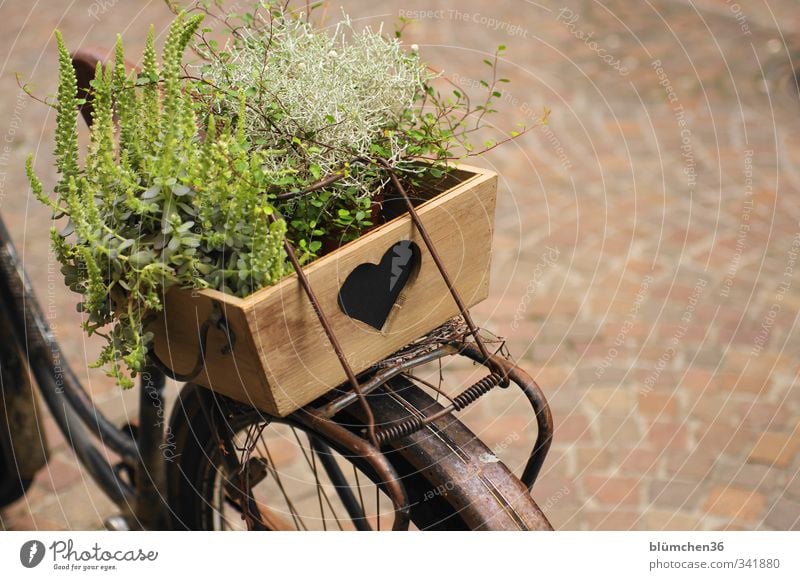 Bicycle with heart Transport Means of transport Driving Stand Old Simple Uniqueness Brown Decoration Wood Wooden box Heart Heart-shaped Plant Retro