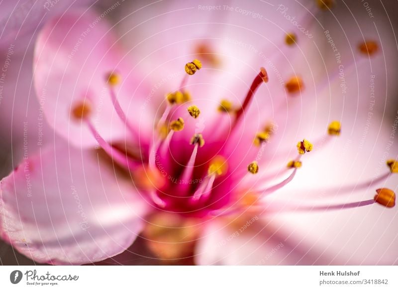 Beautiful macro image of the flower of the prunus cerasifera, blooming in the months of March and April with beautiful purple pink tones april background beauty