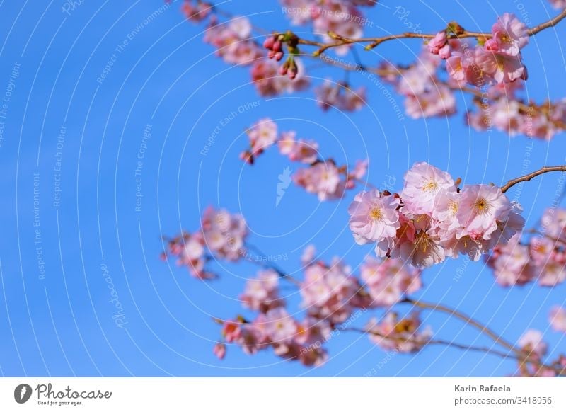 cherry blossom Cherry blossom Spring Blossom Colour photo Cherry tree Tree Pink Nature Blossoming Plant Spring fever Deserted Close-up Environment Blue
