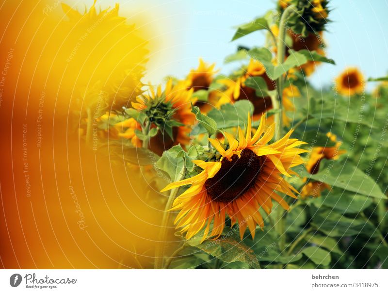 bright sun(s) day Environment Sunlight Blur Contrast Light Day Deserted Detail Close-up Exterior shot Colour photo Hope Beautiful weather Sunflower field