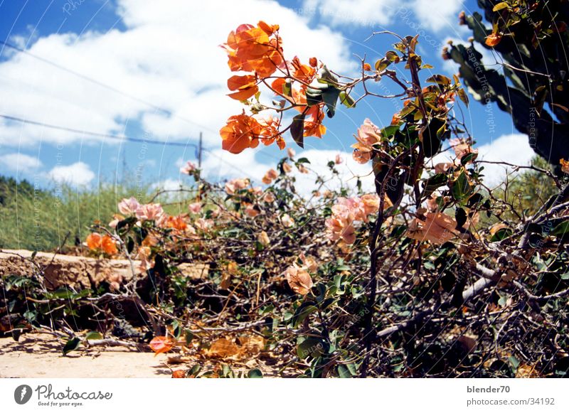 Canarian front garden Flower Orange-red Fuerteventura Bushes Dry Clouds Desert plant Cactus Canaries Blue sky