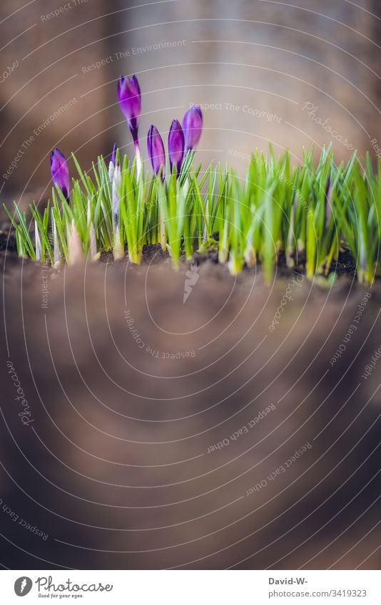 Spring Crocus in the ground coconut Spring crocus Sunlight Copy Space bottom Easter Spring flower Spring colours Flower purple Light Smooth Green beautifully