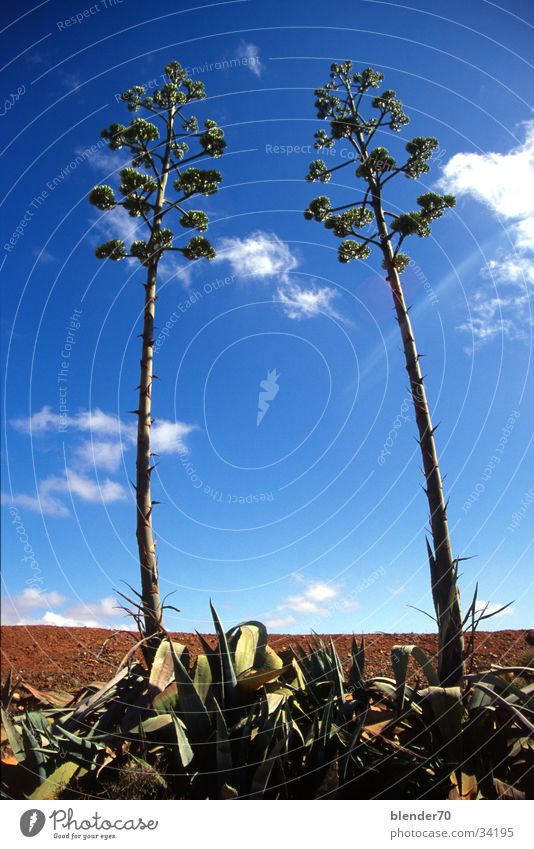 Aloe Vera pair Flower Plant Bizarre Clouds Wide angle Fuerteventura Worm's-eye view Sky Perspective
