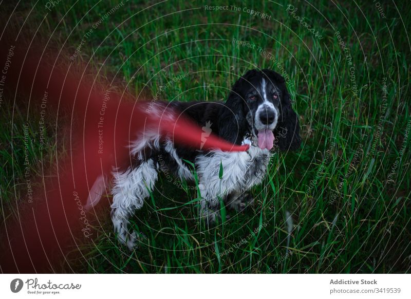 Calm dog on green grass in countryside nature animal canine pet purebred companion obedient loyal friend stand park spaniel tongue out plant lifestyle field