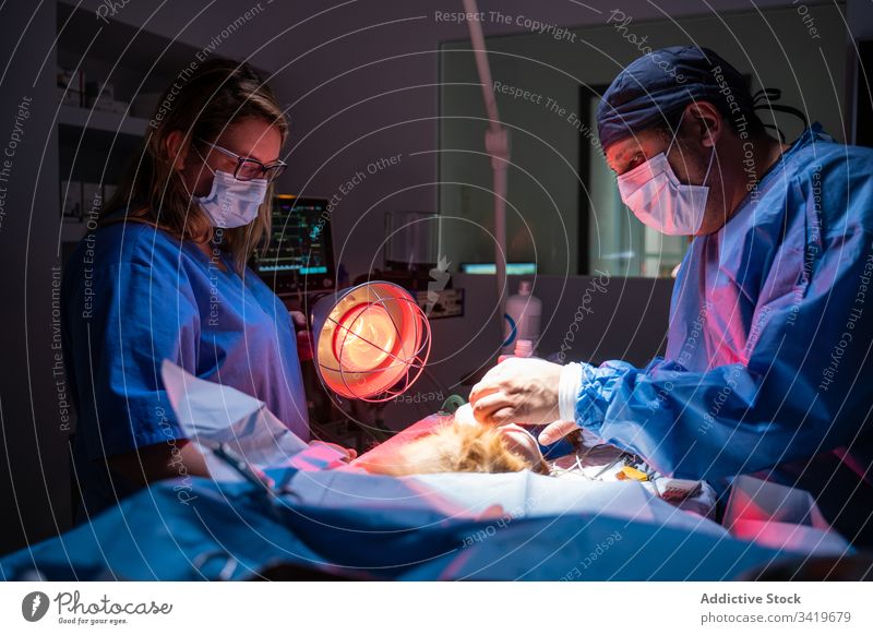 Nurse using special red lamp while colleague performing surgery in modern veterinary clinic infrared assistant protect pet equipment doctor sterile medicine