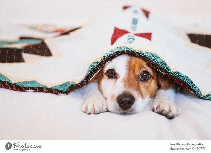 cute jack russell dog covered with ethnic blanket lying on bed at home. Lifestyle indoors pet daytime comfortable nobody colorful sofa couch small adorable rest
